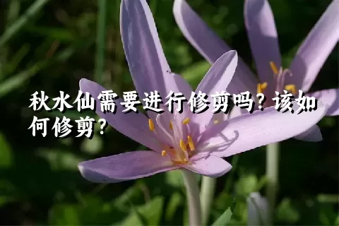 秋水仙需要进行修剪吗？该如何修剪？