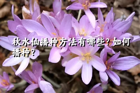 秋水仙播种方法有哪些？如何播种？