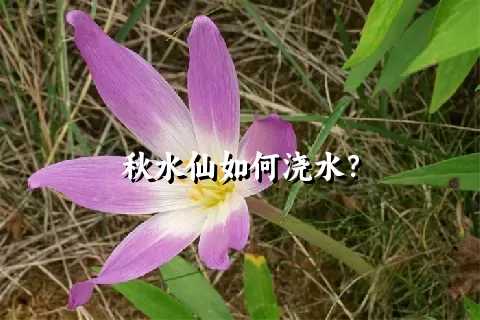 秋水仙如何浇水？