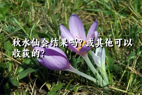 秋水仙会结果吗？或其他可以收获的？