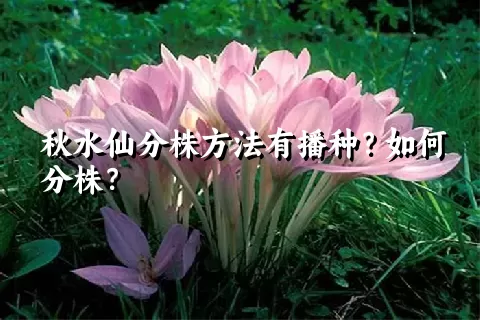 秋水仙分株方法有播种？如何分株？