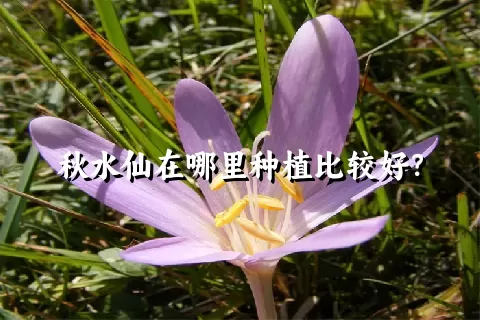 秋水仙在哪里种植比较好？