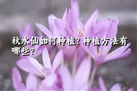 秋水仙如何种植？种植方法有哪些？