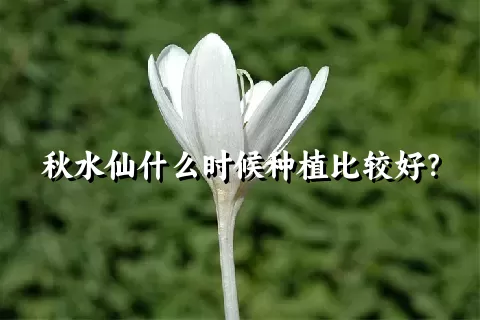 秋水仙什么时候种植比较好？