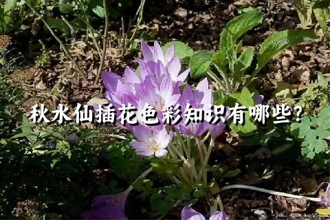 秋水仙插花色彩知识有哪些？