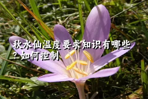 秋水仙温度要求知识有哪些？如何控制