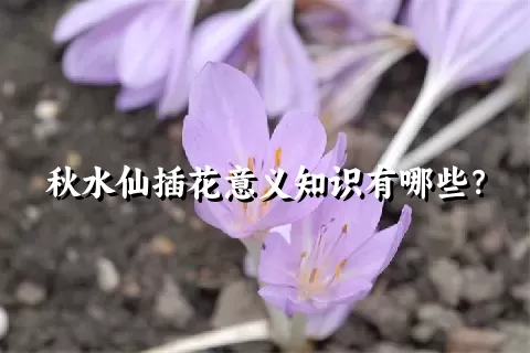 秋水仙插花意义知识有哪些？