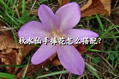 秋水仙手捧花怎么搭配？