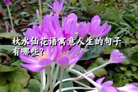 秋水仙花语寓意人生的句子有哪些？