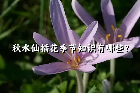 秋水仙插花季节知识有哪些？