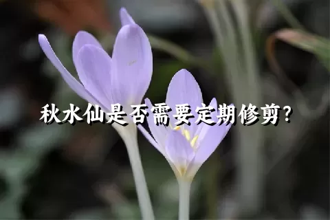 秋水仙是否需要定期修剪？