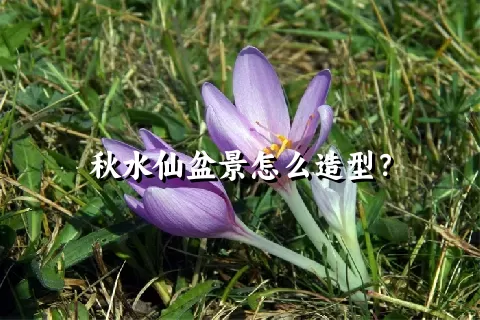 秋水仙盆景怎么造型？