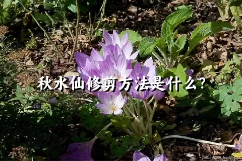 秋水仙修剪方法是什么？