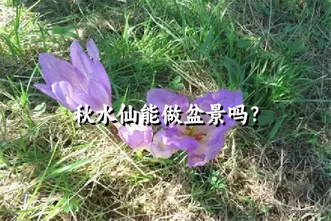 秋水仙能做盆景吗？