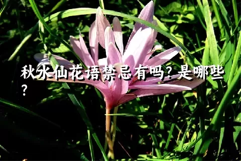 秋水仙花语禁忌有吗？是哪些？