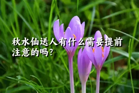 秋水仙送人有什么需要提前注意的吗？