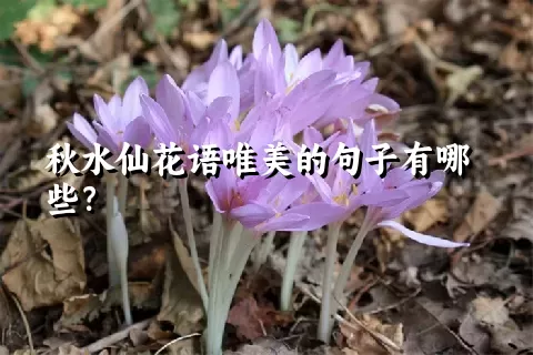 秋水仙花语唯美的句子有哪些？