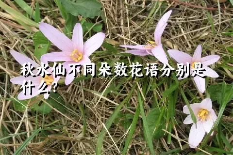 秋水仙不同朵数花语分别是什么？