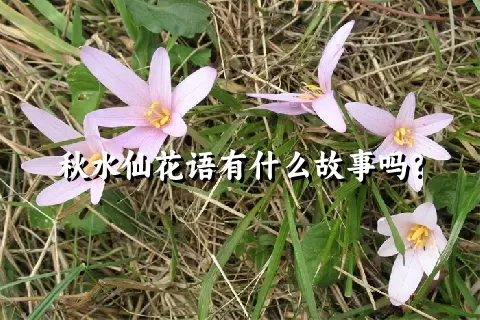 秋水仙花语有什么故事吗？