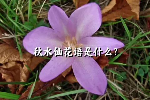 秋水仙花语是什么？