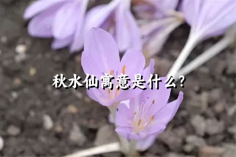 秋水仙寓意是什么？