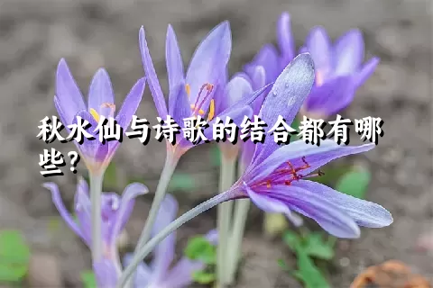 秋水仙与诗歌的结合都有哪些？