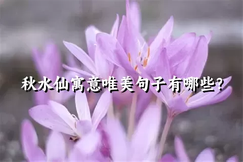 秋水仙寓意唯美句子有哪些？