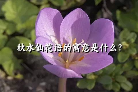 秋水仙花语的寓意是什么？