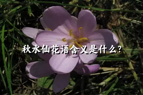 秋水仙花语含义是什么？