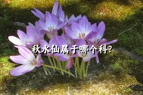 秋水仙属于哪个科？