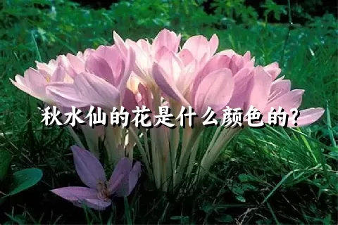 秋水仙的花是什么颜色的？