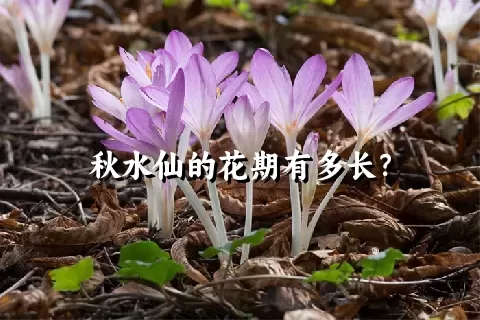 秋水仙的花期有多长？