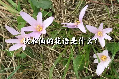 秋水仙的花语是什么？