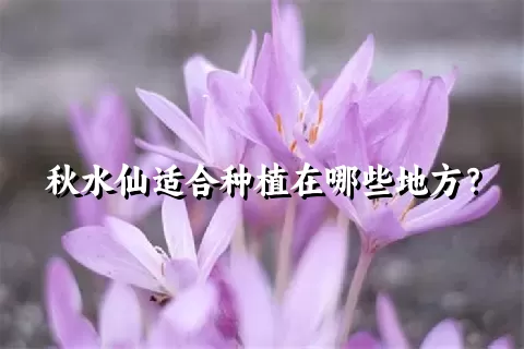 秋水仙适合种植在哪些地方？