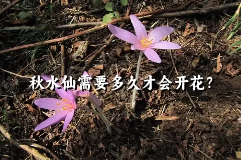 秋水仙需要多久才会开花？