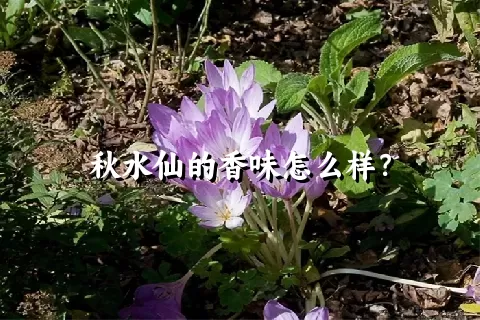 秋水仙的香味怎么样？