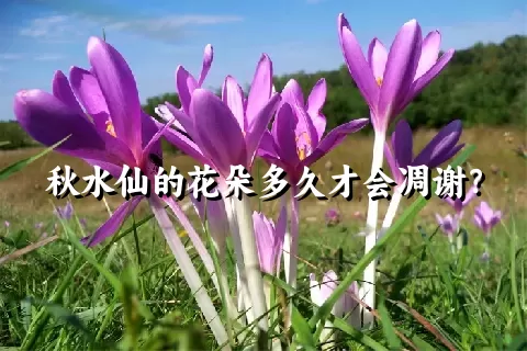 秋水仙的花朵多久才会凋谢？