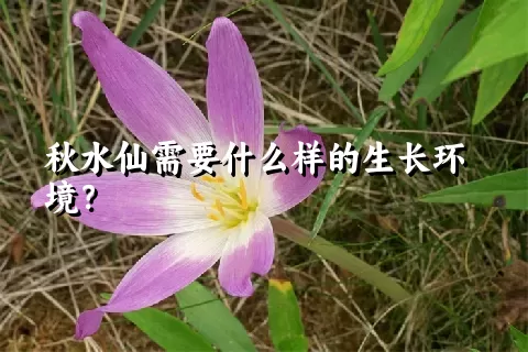 秋水仙需要什么样的生长环境？