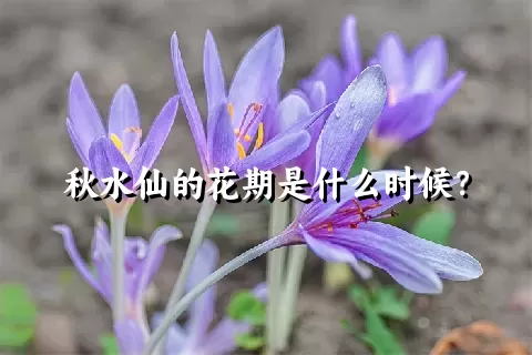 秋水仙的花期是什么时候？