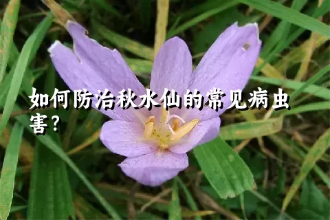 如何防治秋水仙的常见病虫害？