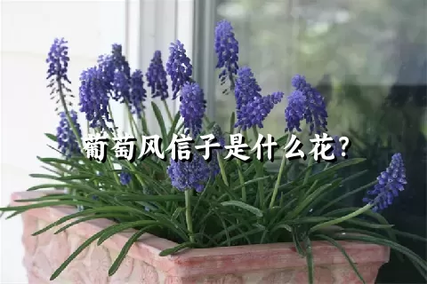 葡萄风信子是什么花？