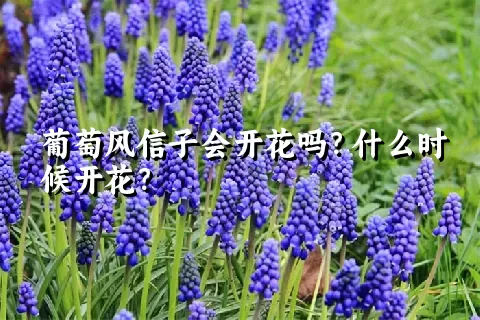 葡萄风信子会开花吗？什么时候开花？