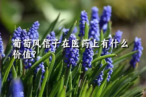 葡萄风信子在医药上有什么价值？