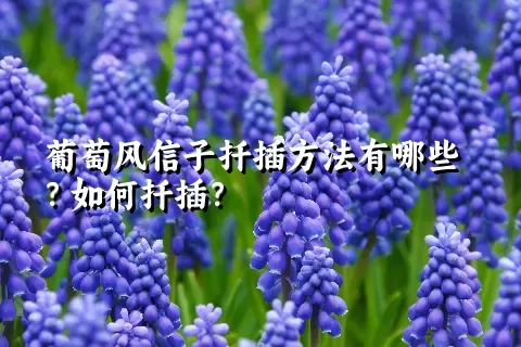 葡萄风信子扦插方法有哪些？如何扦插？