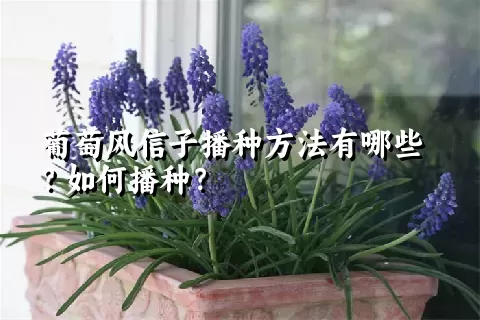 葡萄风信子播种方法有哪些？如何播种？