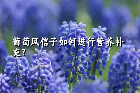 葡萄风信子如何进行营养补充？