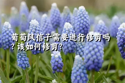 葡萄风信子需要进行修剪吗？该如何修剪？