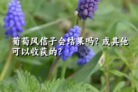 葡萄风信子会结果吗？或其他可以收获的？