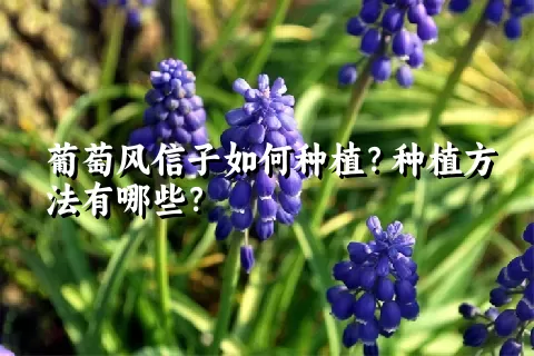 葡萄风信子如何种植？种植方法有哪些？