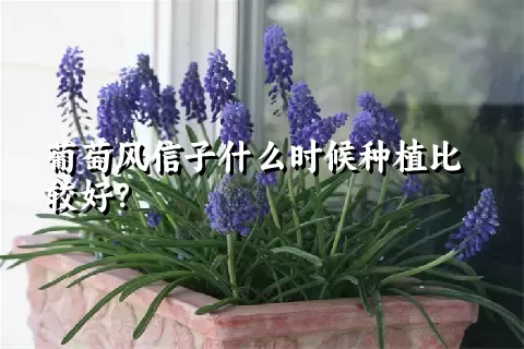 葡萄风信子什么时候种植比较好？